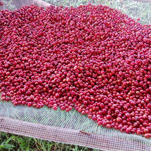 Project Canopy Burundi Kayanza Natural
