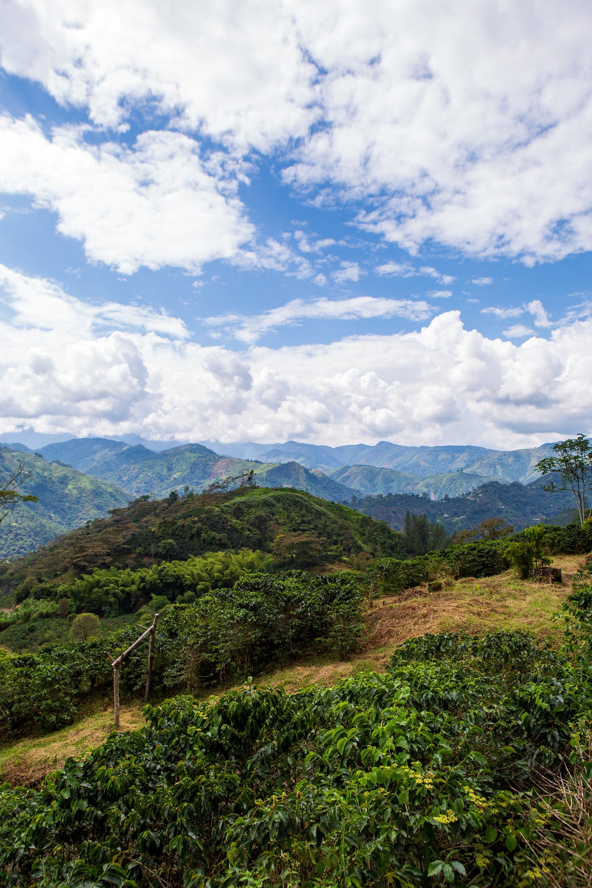 Coffee plants growing on green mountain slopes under a blue sky